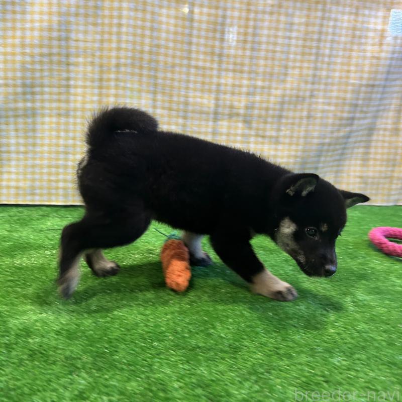 販売中の栃木県の柴犬-427578の7枚目