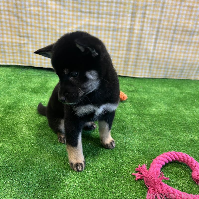 販売中の栃木県の柴犬-427578の6枚目