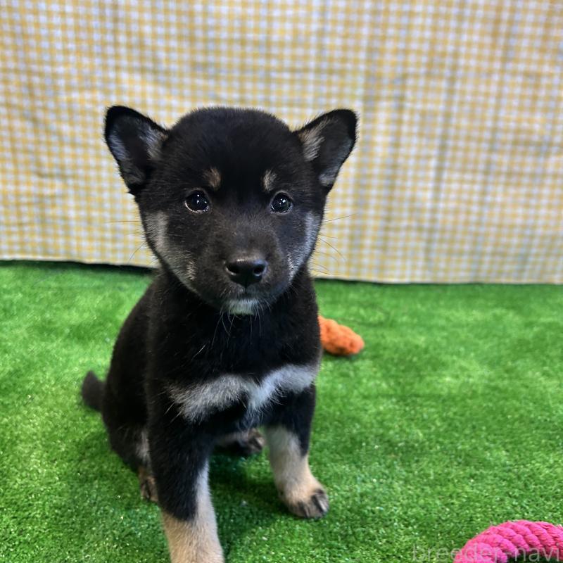 販売中の栃木県の柴犬-427578の5枚目