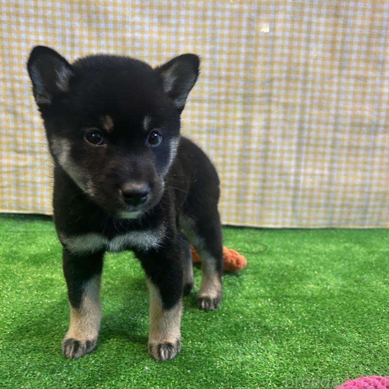 販売中の栃木県の柴犬-427578の4枚目