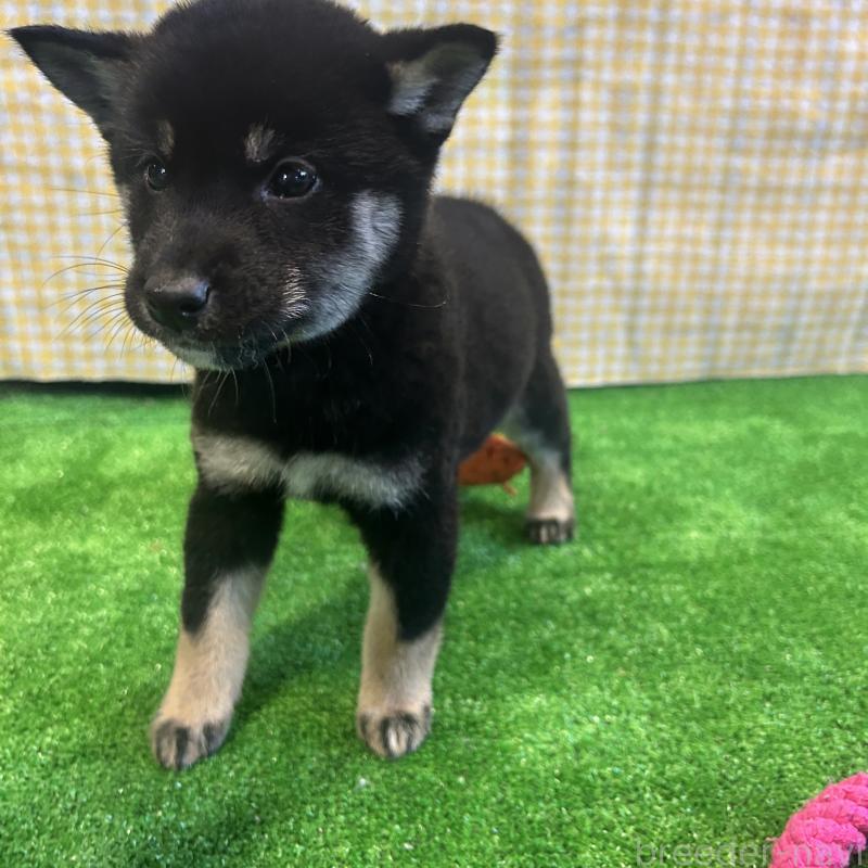 販売中の栃木県の柴犬-427578の3枚目