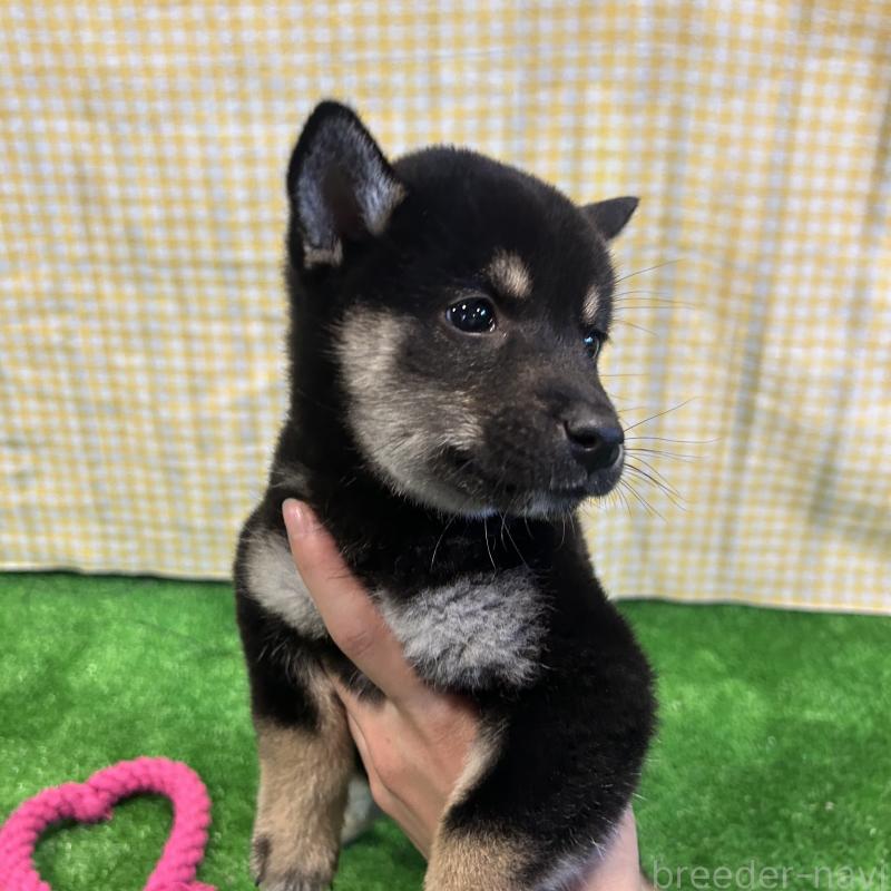 販売中の栃木県の柴犬-427579の9枚目