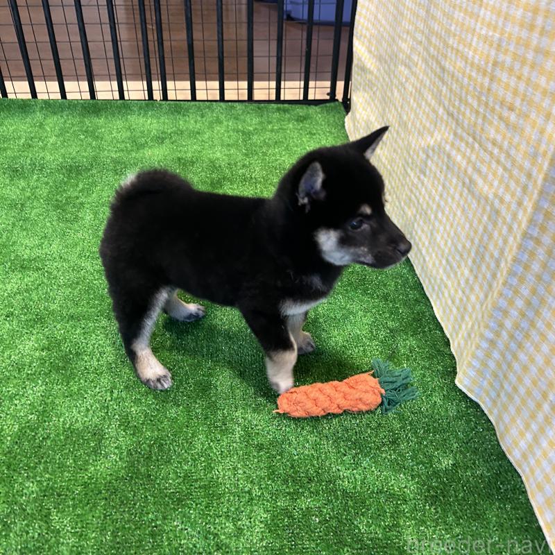 販売中の栃木県の柴犬-427579の8枚目