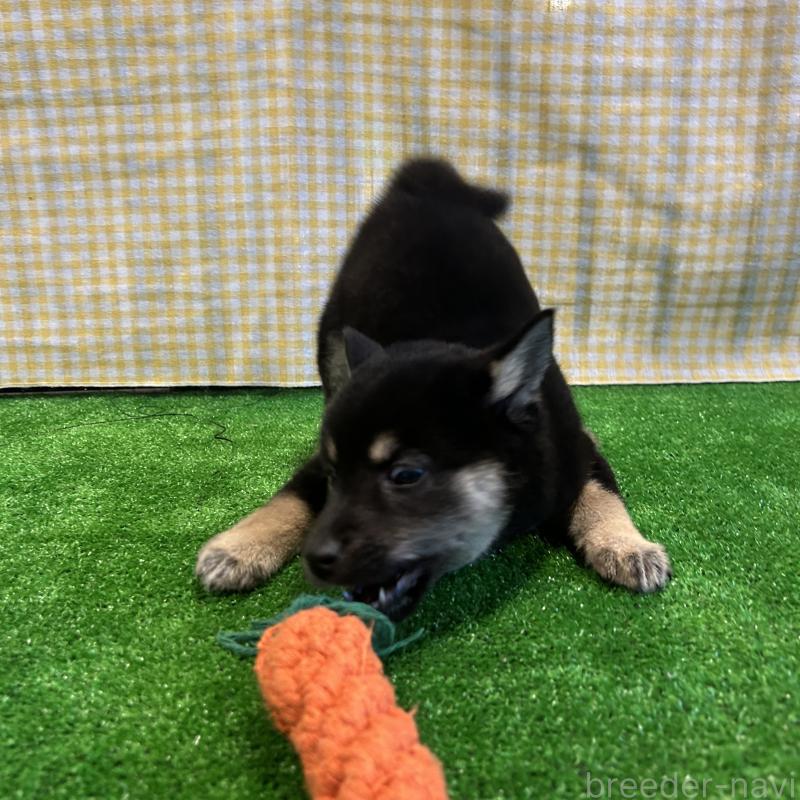 販売中の栃木県の柴犬-427579の6枚目