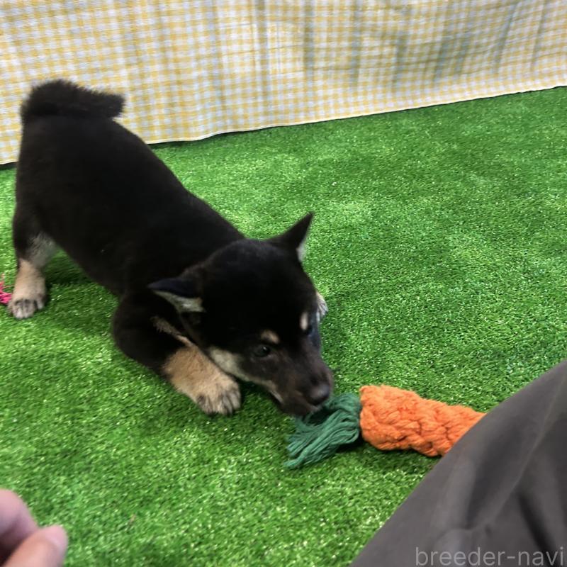 販売中の栃木県の柴犬-427579の4枚目