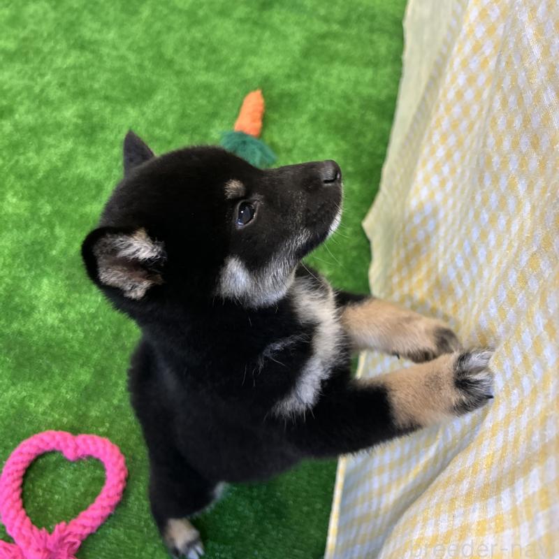 販売中の栃木県の柴犬-427580の9枚目