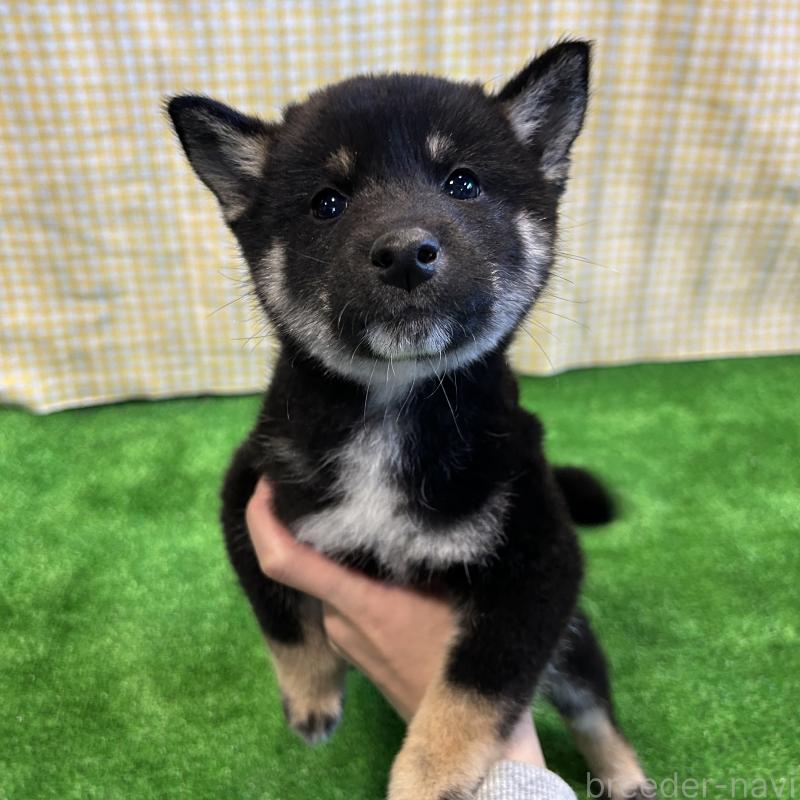 販売中の栃木県の柴犬-427580の8枚目