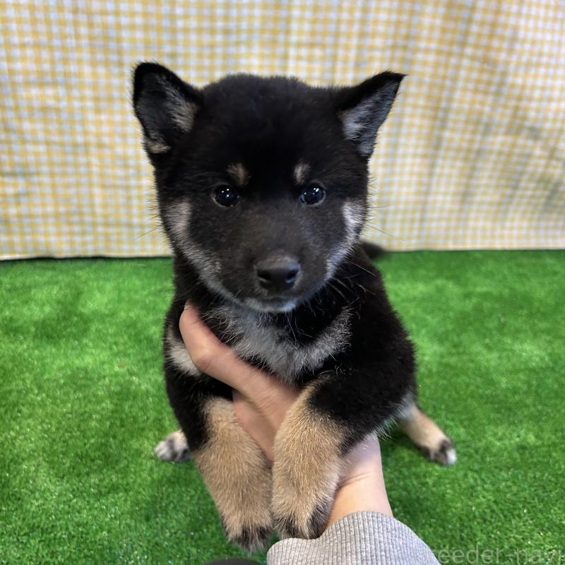 販売中の栃木県の柴犬-427580の7枚目