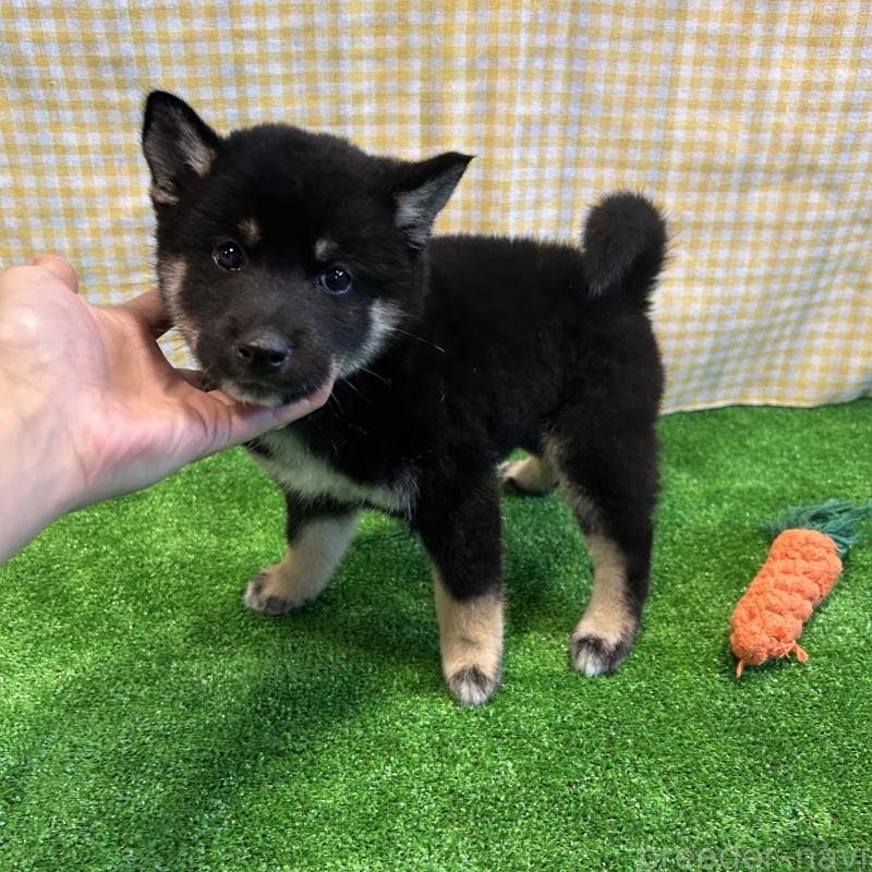 販売中の栃木県の柴犬-427580の6枚目