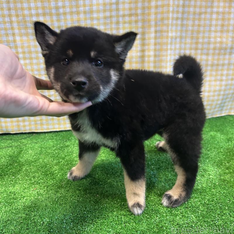 販売中の栃木県の柴犬-427580の5枚目