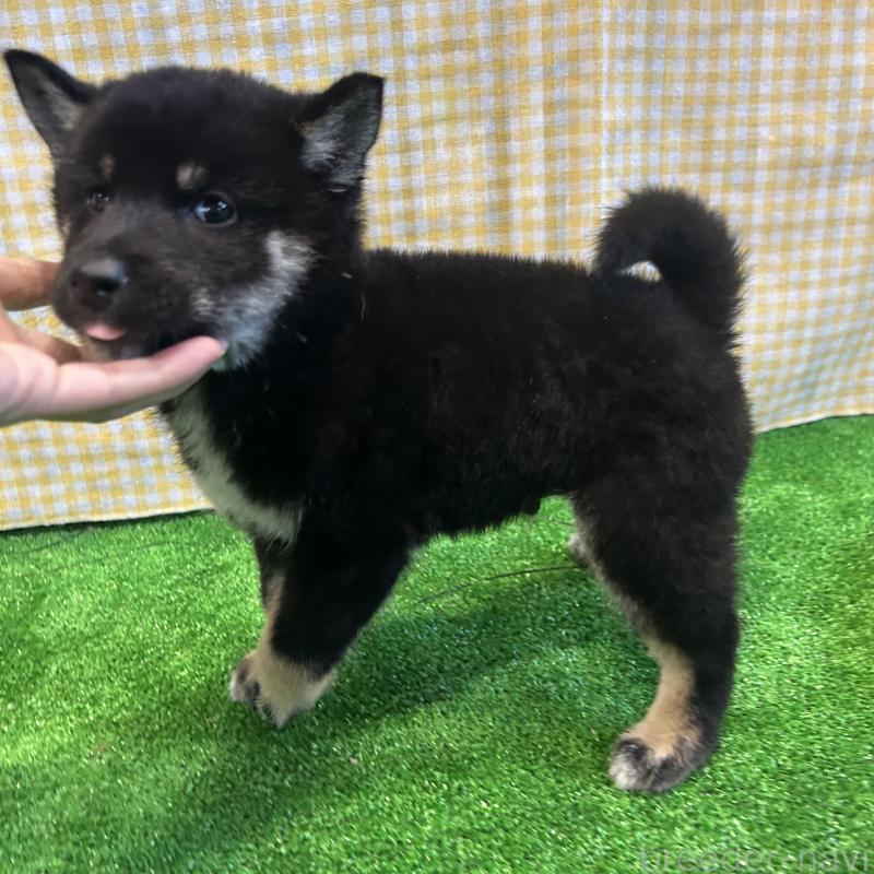 販売中の栃木県の柴犬-427580の4枚目