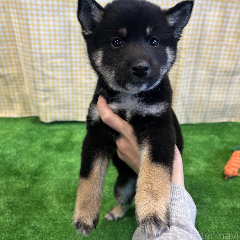 販売中の栃木県の柴犬-427580の3枚目