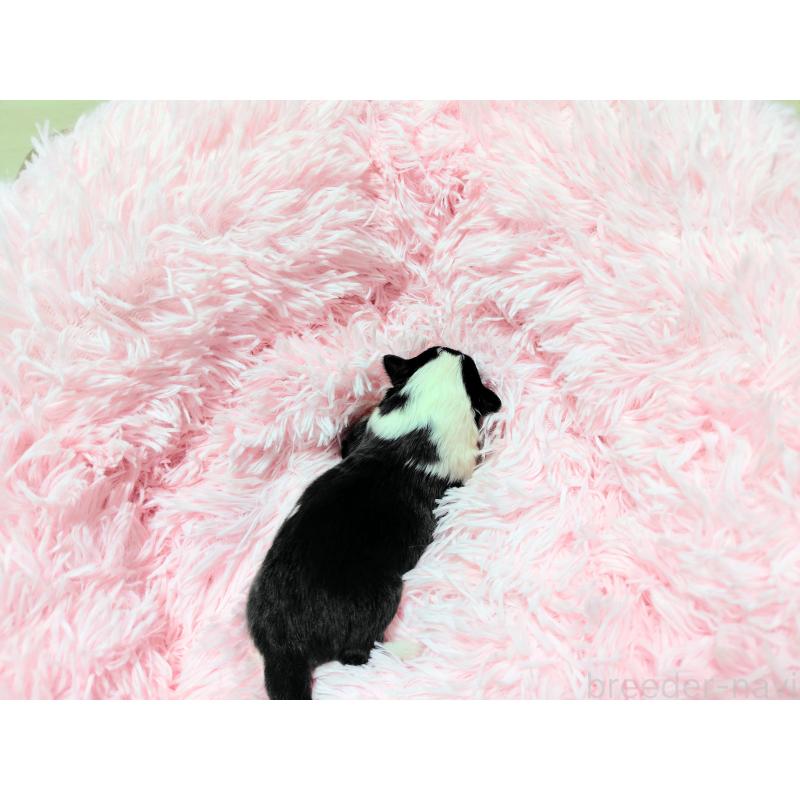 販売中の広島県のシェットランドシープドッグ(シェルティ)-427581の2枚目