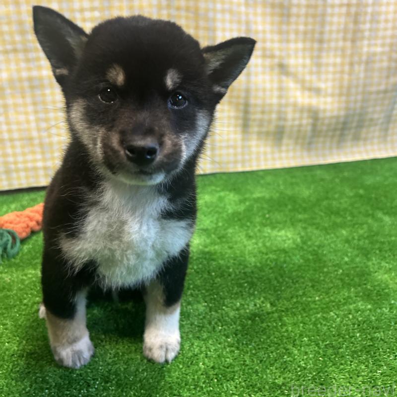 販売中の栃木県の柴犬-427582の5枚目