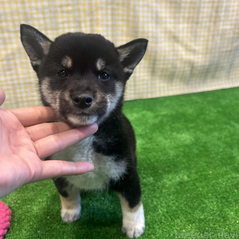 販売中の栃木県の柴犬-427582の4枚目