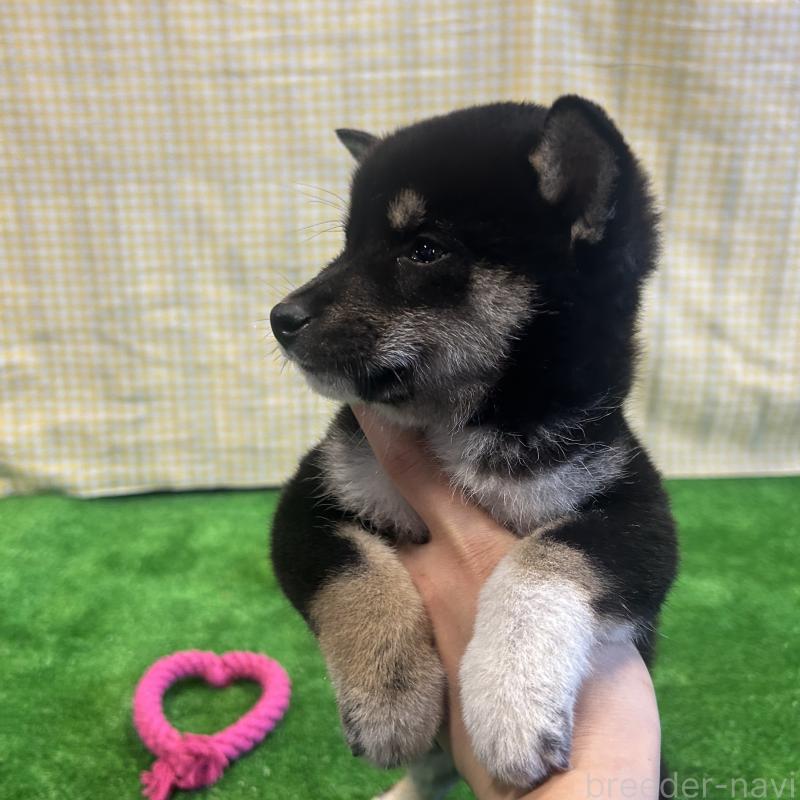 販売中の栃木県の柴犬-427582の3枚目