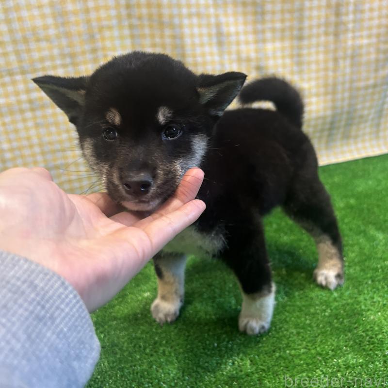 販売中の栃木県の柴犬-427582の2枚目