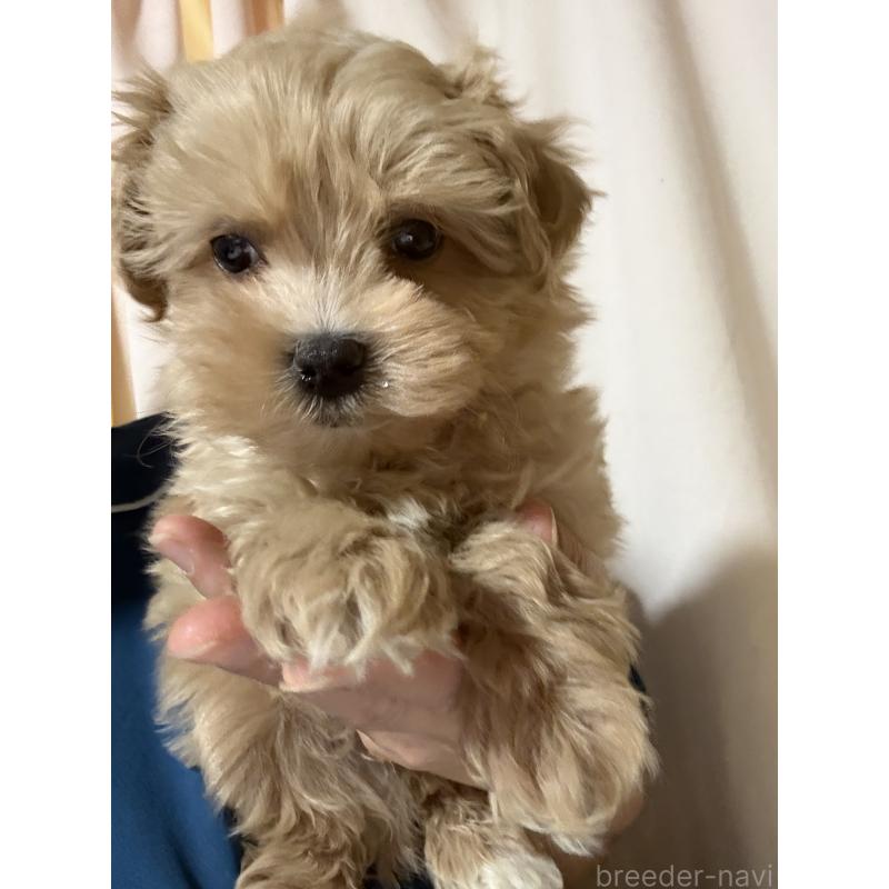 販売中の茨城県のマルプー:マルチーズ×トイプードル-427584の7枚目