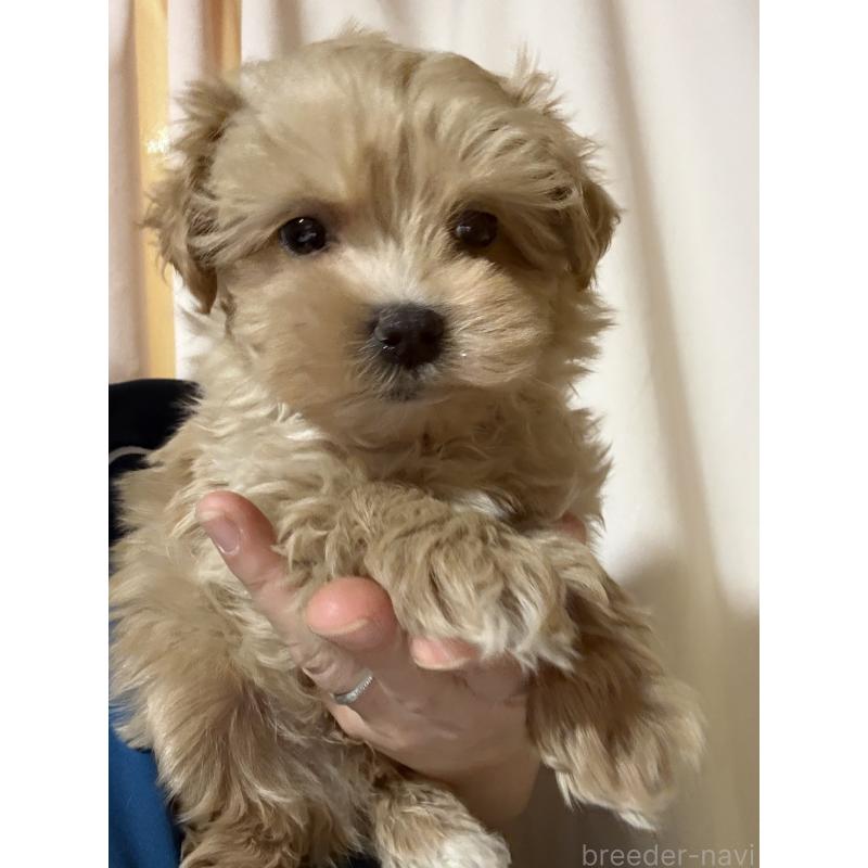 販売中の茨城県のマルプー:マルチーズ×トイプードル-427584の6枚目