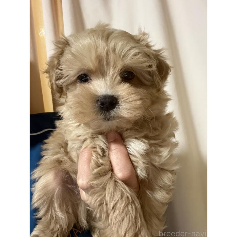 販売中の茨城県のマルプー:マルチーズ×トイプードル-427584の5枚目