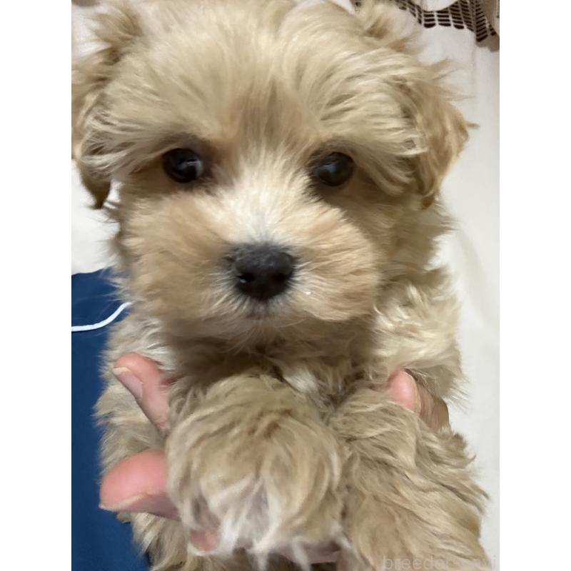 販売中の茨城県のマルプー:マルチーズ×トイプードル-427584の4枚目