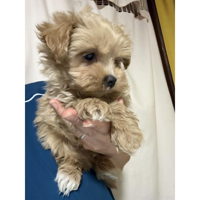 販売中の茨城県のマルプー:マルチーズ×トイプードル-427584の3枚目