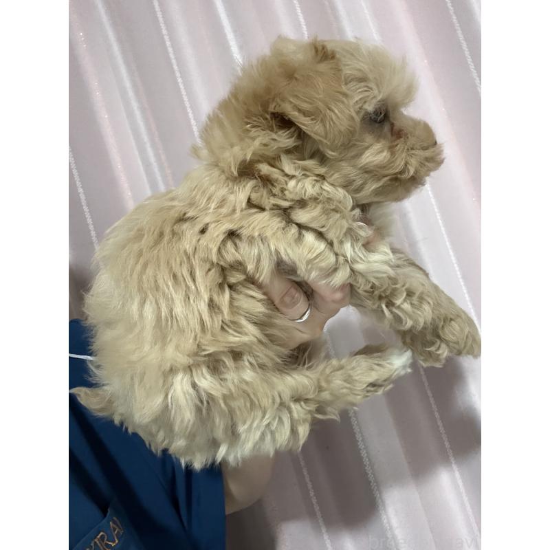 販売中の茨城県のマルプー:マルチーズ×トイプードル-427584の2枚目