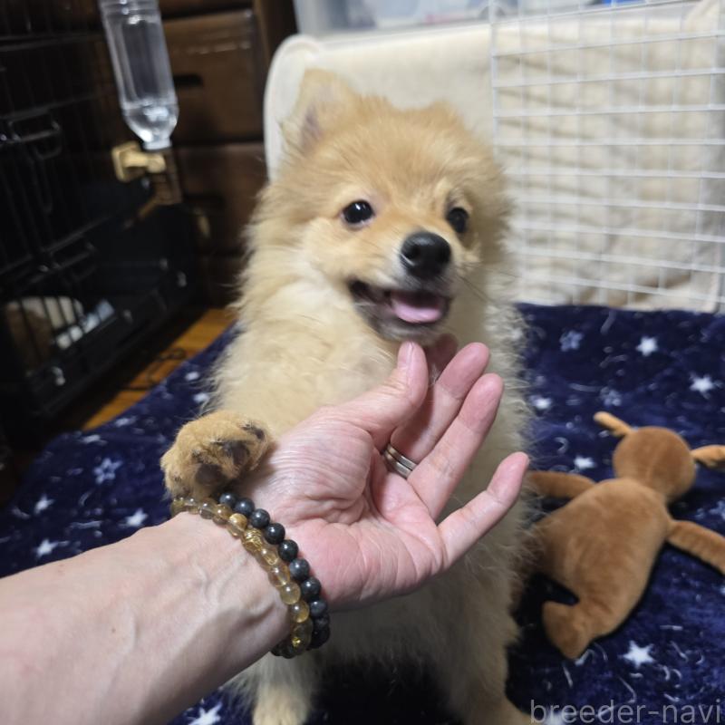 成約済の岡山県のポメラニアン-406319の1枚目