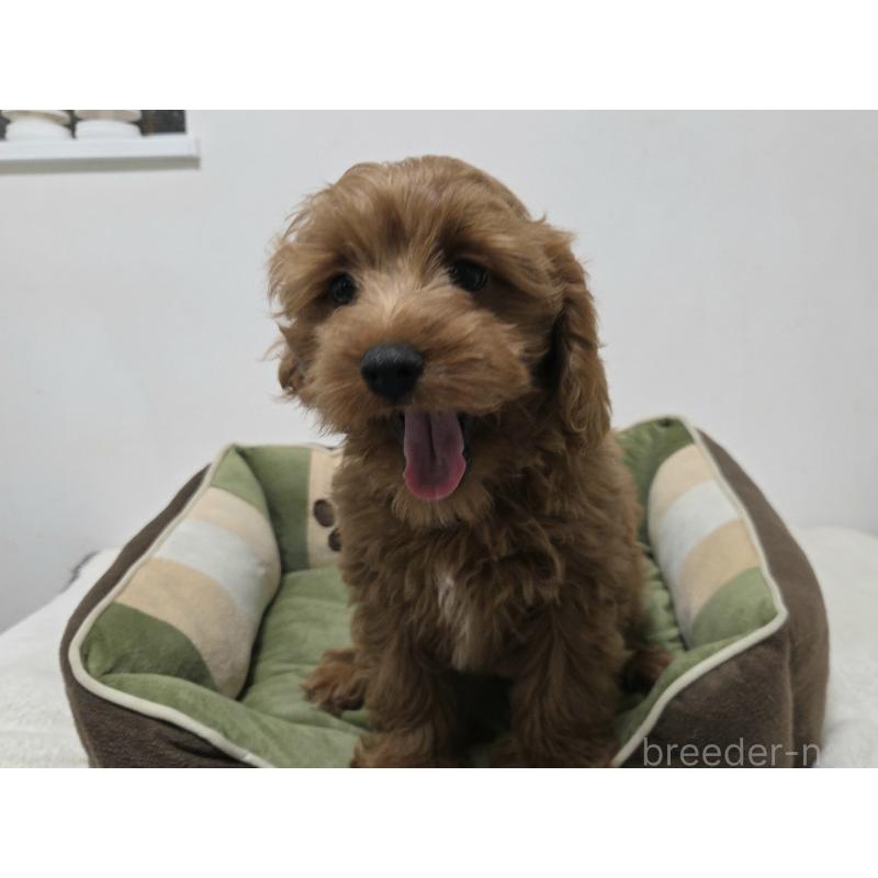 成約済の神奈川県のキャバプー:キャバリア×トイプードル-416239の10枚目