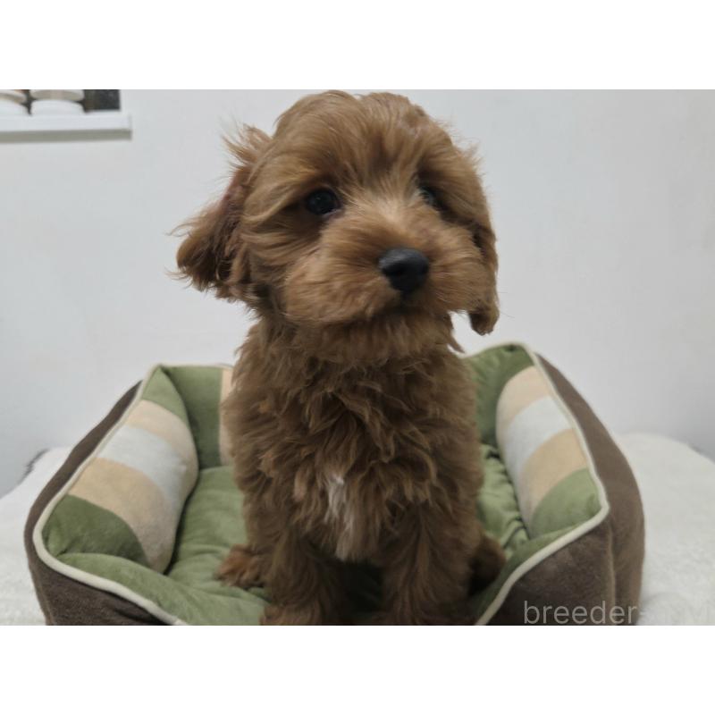 成約済の神奈川県のキャバプー:キャバリア×トイプードル-416239の9枚目