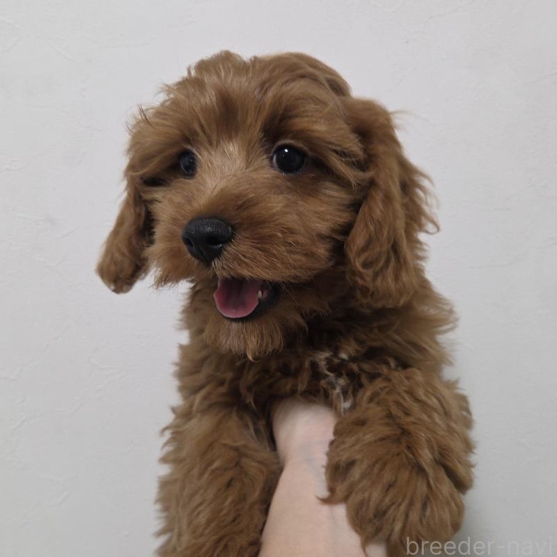 成約済の神奈川県のキャバプー:キャバリア×トイプードル-416239の8枚目