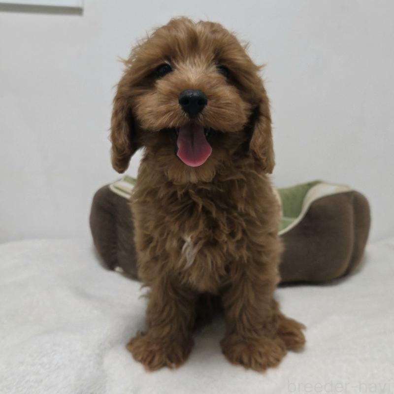 販売中の神奈川県のキャバプー:キャバリア×トイプードル-416239