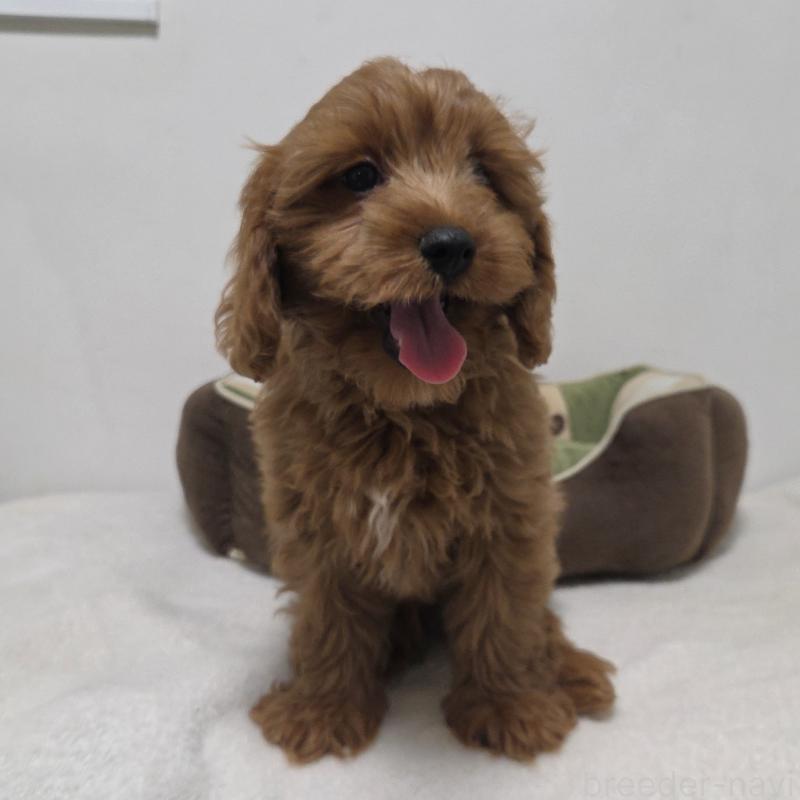 成約済の神奈川県のキャバプー:キャバリア×トイプードル-416239の7枚目