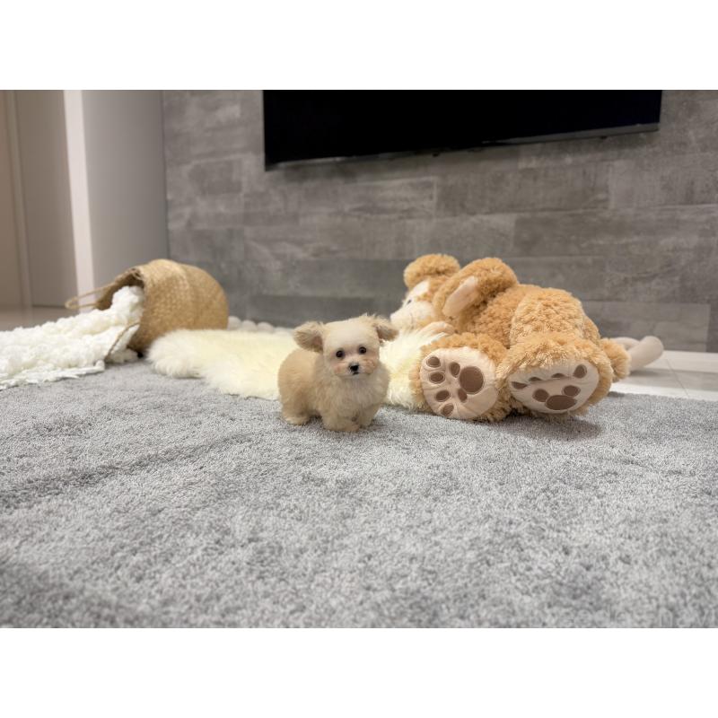 販売中の滋賀県のティーカッププードル-427585の7枚目