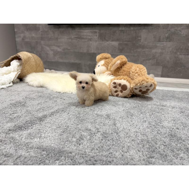 販売中の滋賀県のティーカッププードル-427585の6枚目