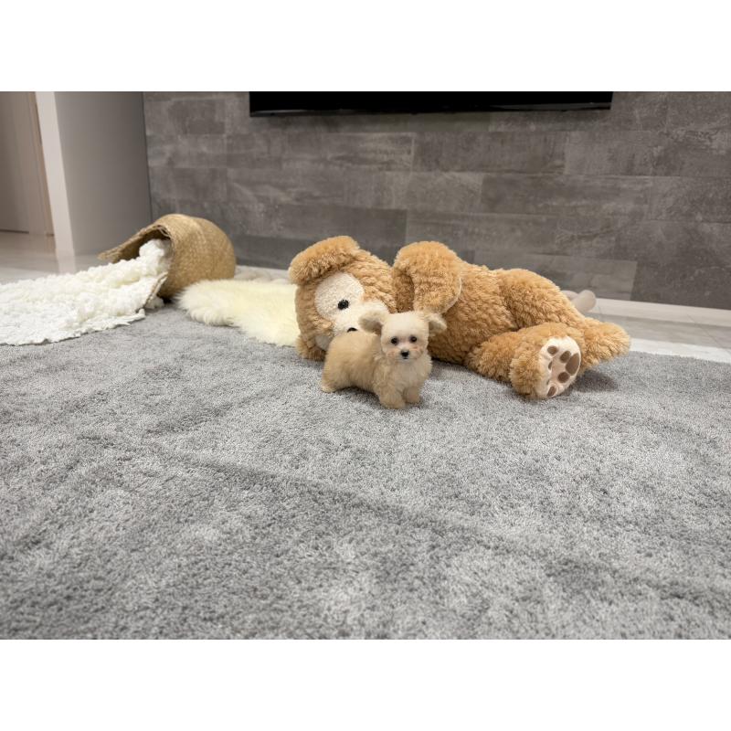 販売中の滋賀県のティーカッププードル-427585の5枚目