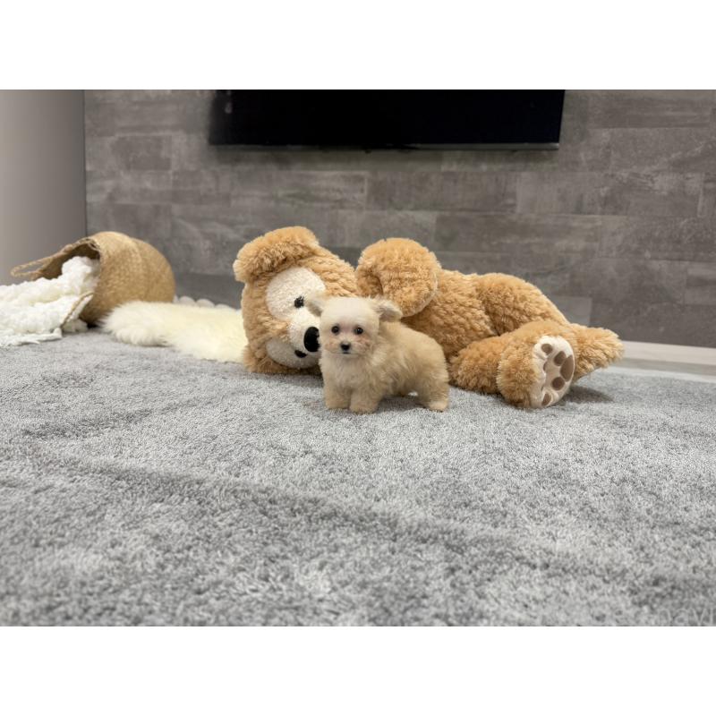 販売中の滋賀県のティーカッププードル-427585の4枚目