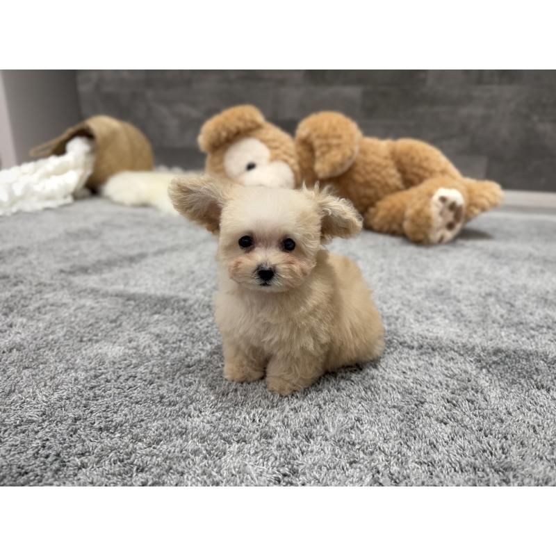 販売中の滋賀県のティーカッププードル-427585の3枚目