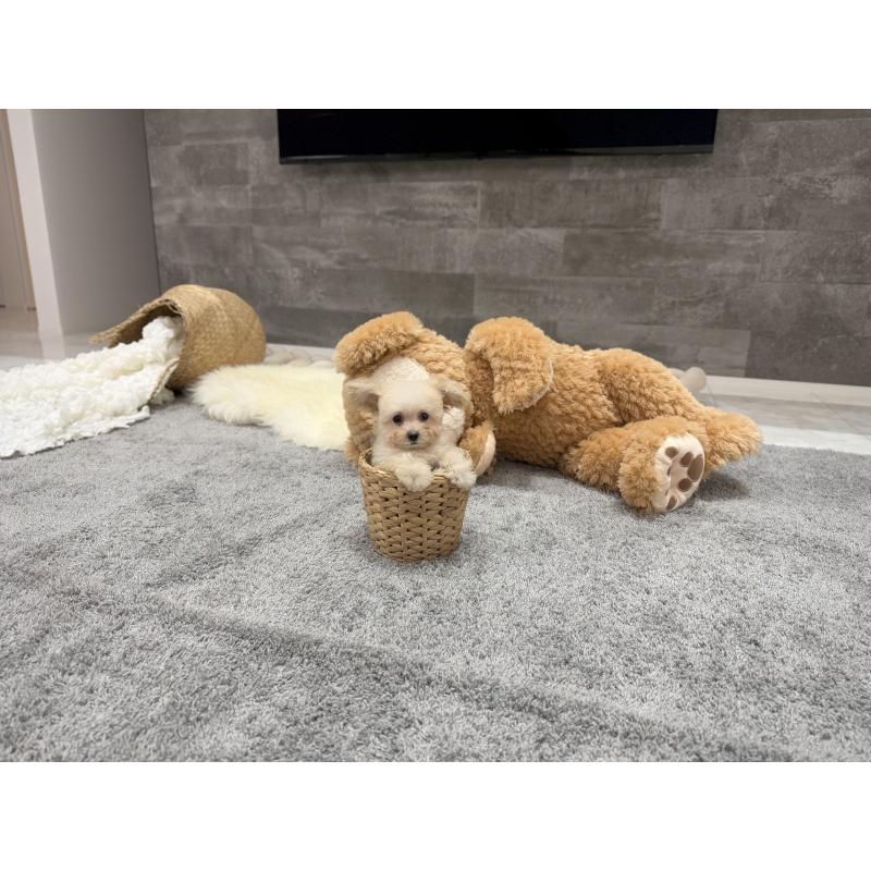 販売中の滋賀県のティーカッププードル-427585の2枚目