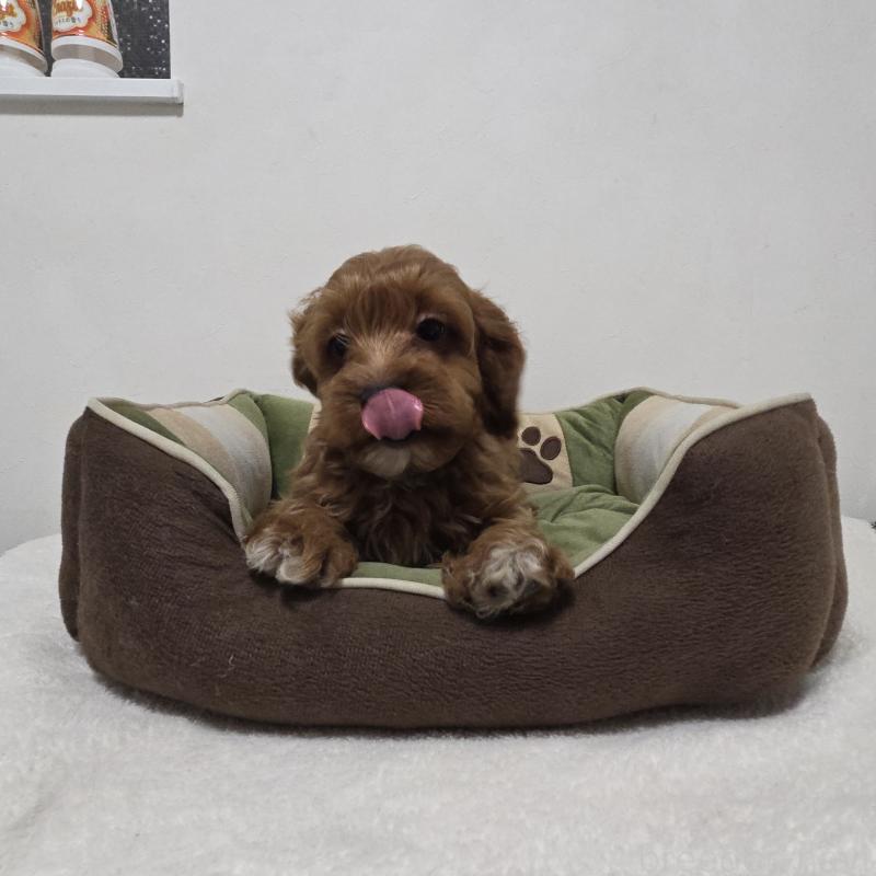 成約済の神奈川県のキャバプー:キャバリア×トイプードル-416215の4枚目