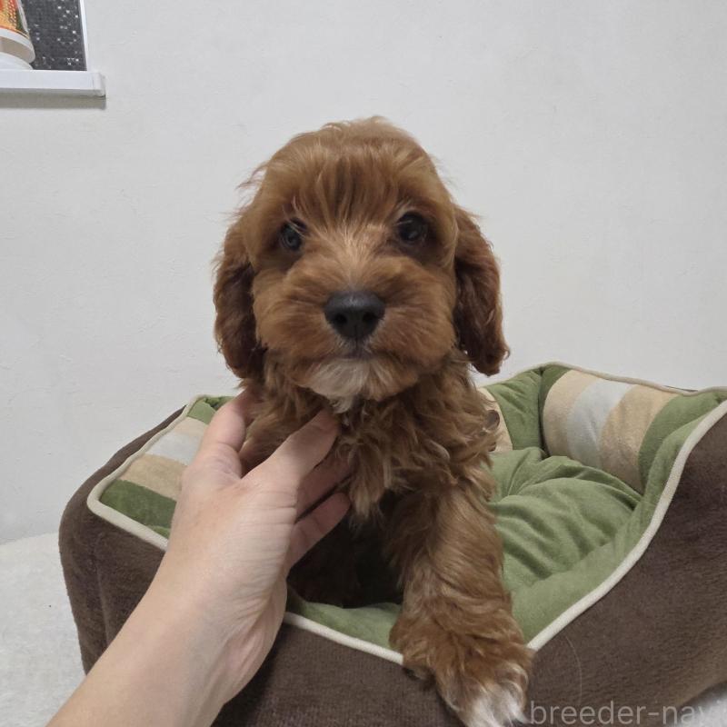 商談中の神奈川県のキャバプー:キャバリア×トイプードル-416215