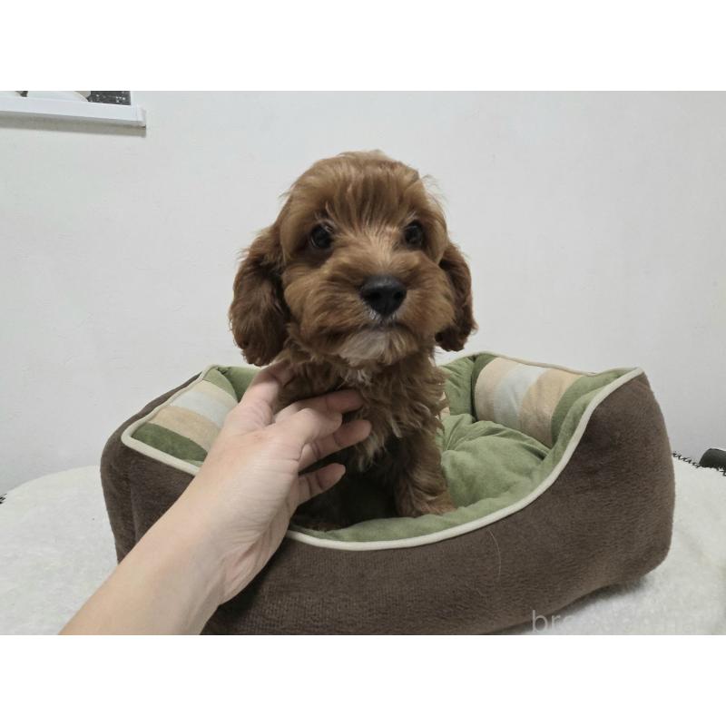 成約済の神奈川県のキャバプー:キャバリア×トイプードル-416215の2枚目