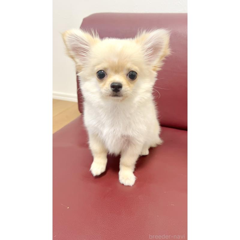 販売中の愛知県のチワワ(ロングコート)-417333の5枚目