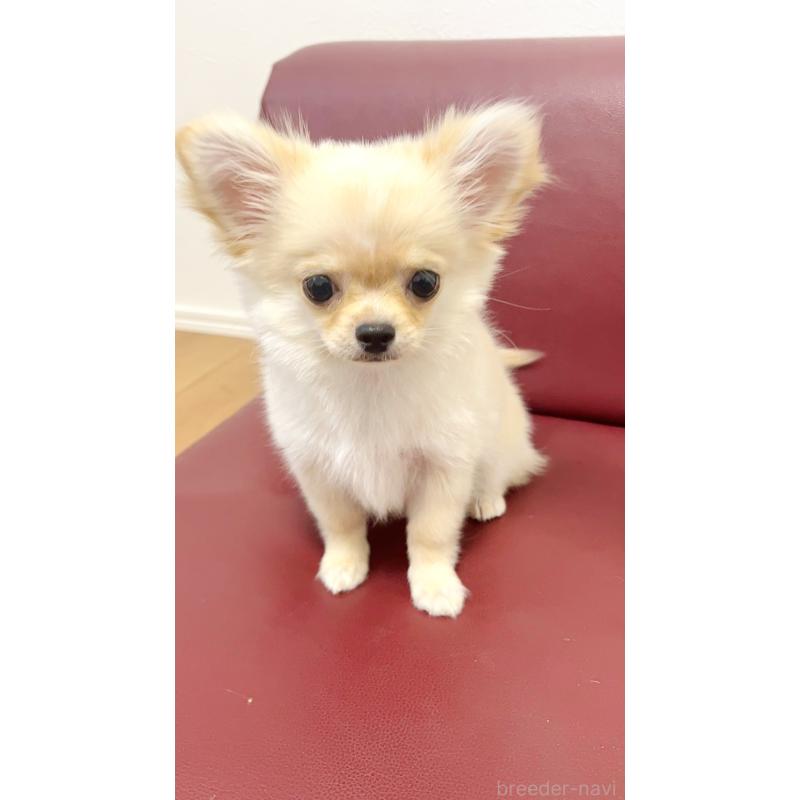 販売中の愛知県のチワワ(ロングコート)-417333の4枚目