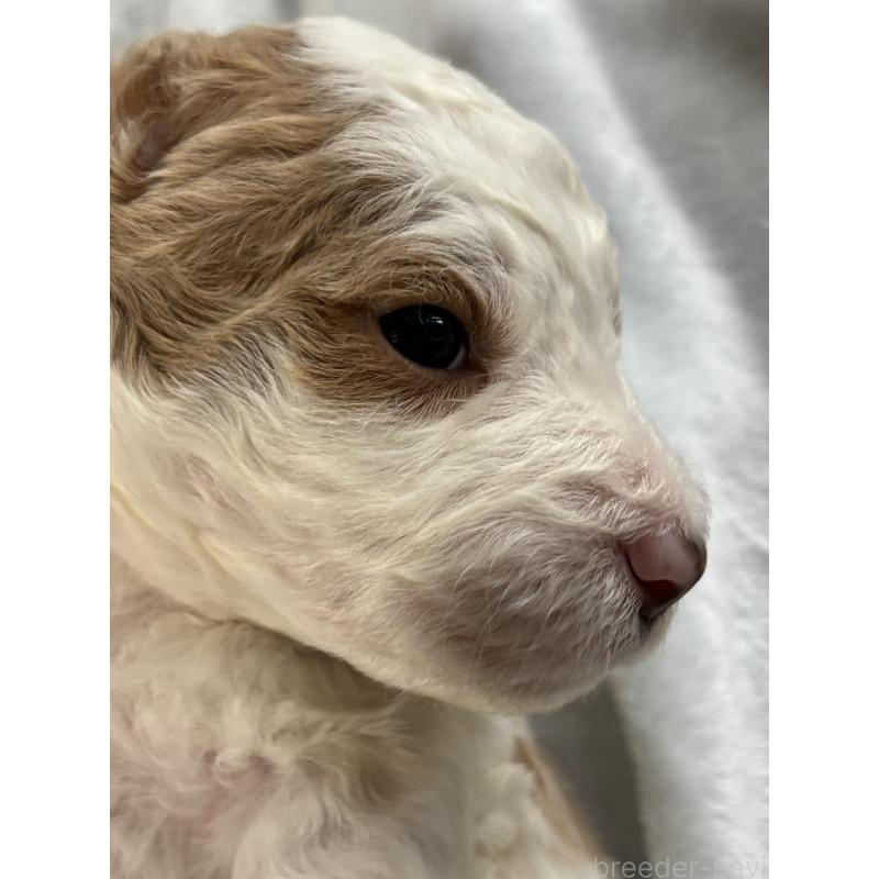 販売中の熊本県のバーニードゥードル:バーニーズ×スタンダードプードル-427588の2枚目