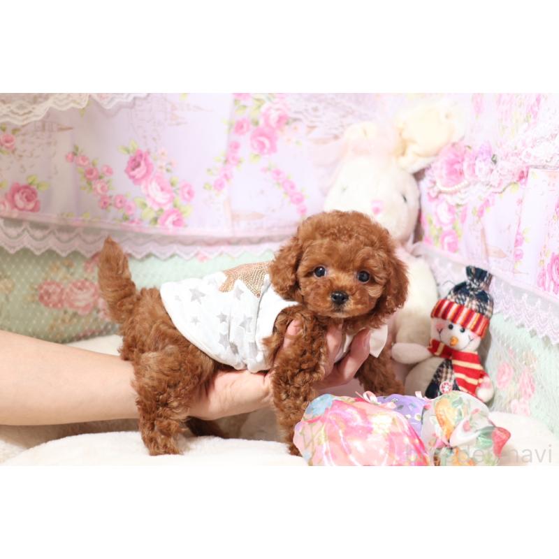 成約済の大阪府のタイニープードル-427508の4枚目