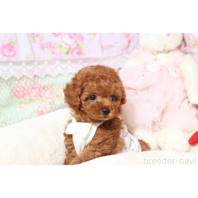 成約済の大阪府のタイニープードル-427508の3枚目