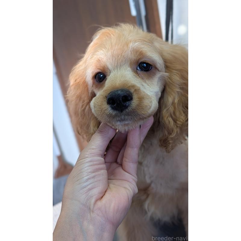 商談中の愛知県のコッカプー:アメリカンコッカースパニエル×トイプードル-416626の21枚目