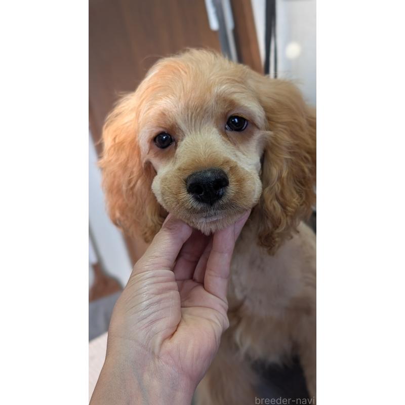 商談中の愛知県のコッカプー:アメリカンコッカースパニエル×トイプードル-416626の19枚目