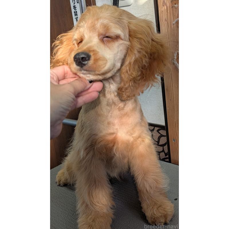 商談中の愛知県のコッカプー:アメリカンコッカースパニエル×トイプードル-416626の18枚目